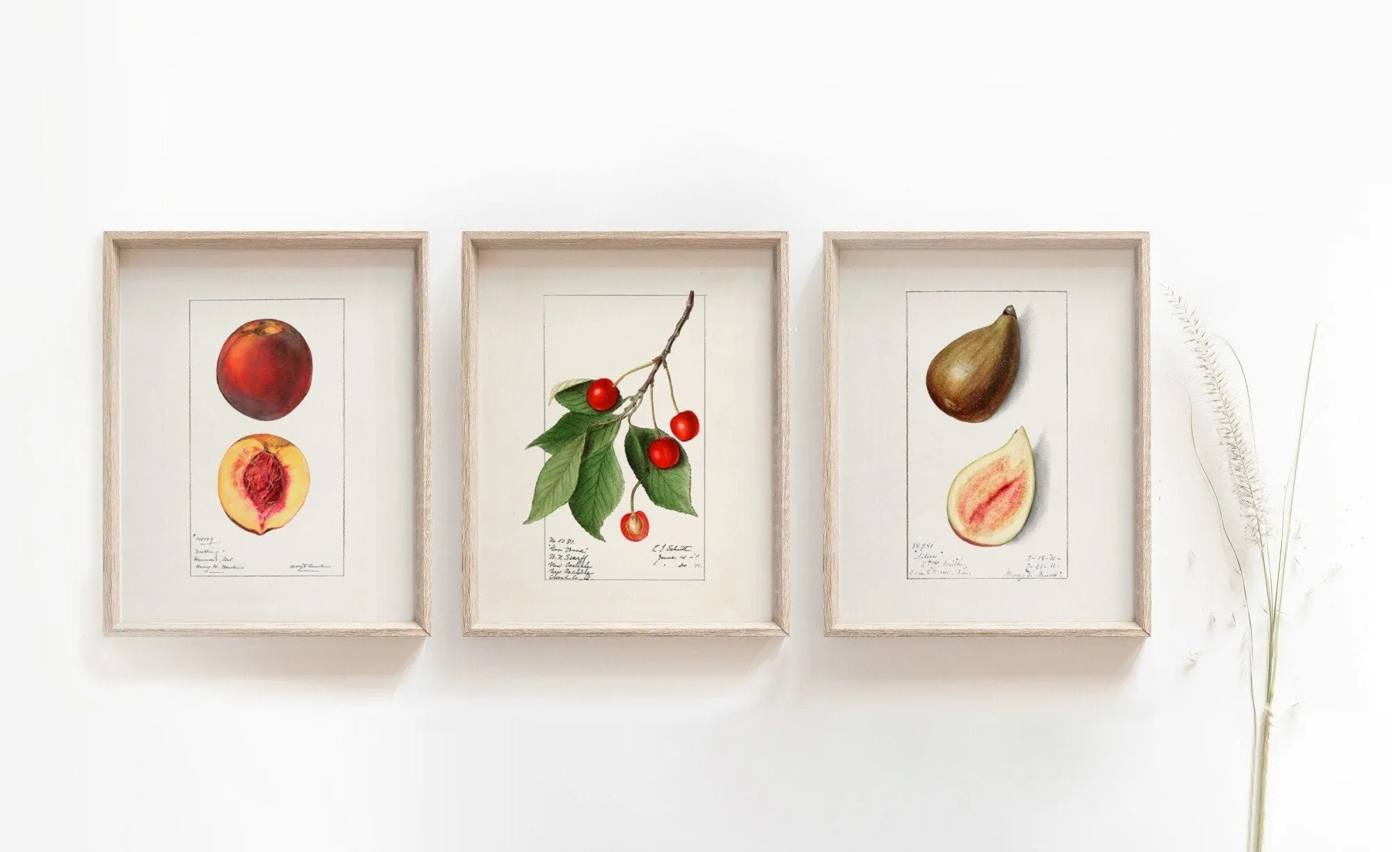 Peach Cherry Fig - Vintage Fruit Drawings Set of three Wall Art