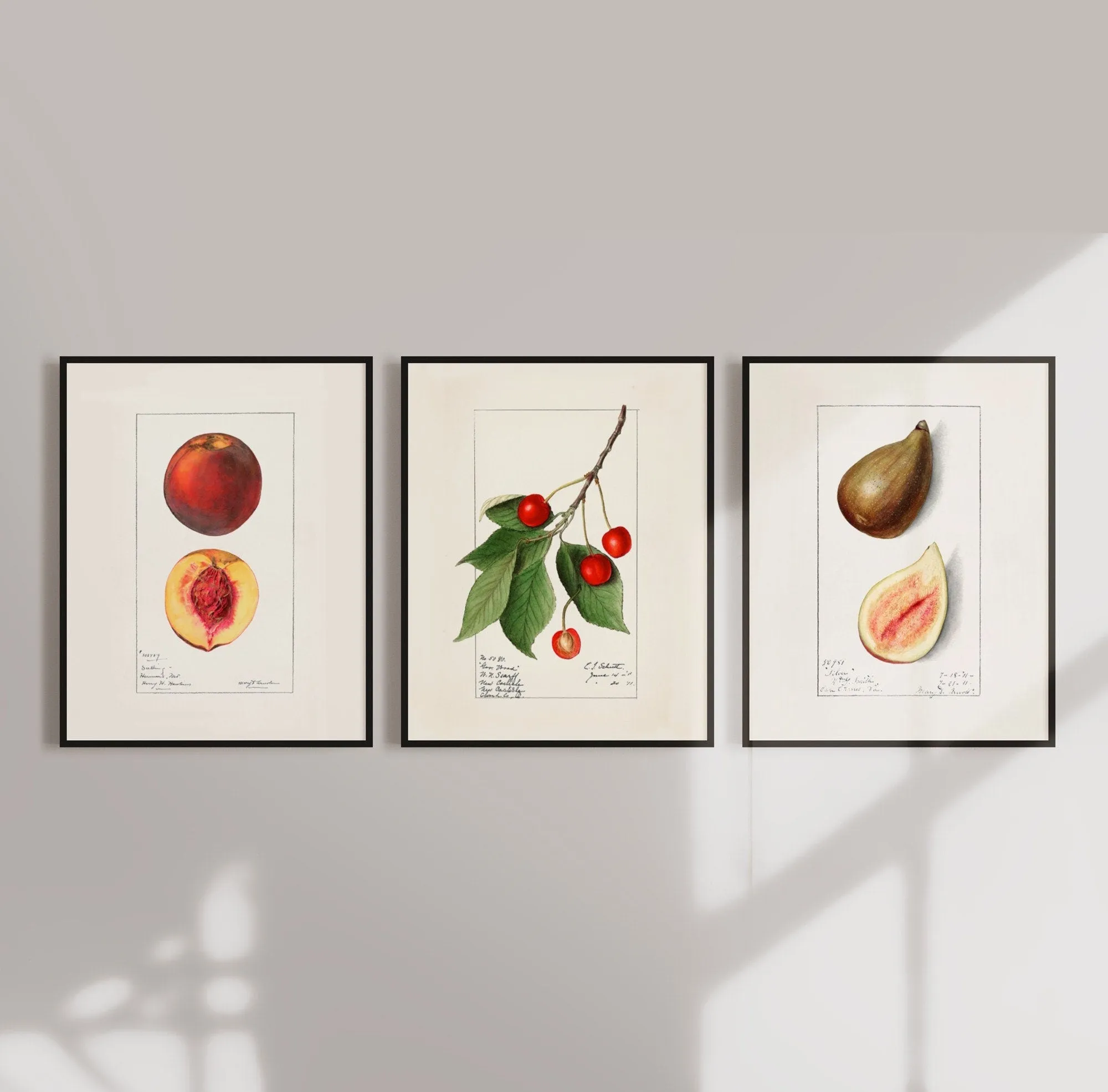 Peach Cherry Fig - Vintage Fruit Drawings Set of three Wall Art